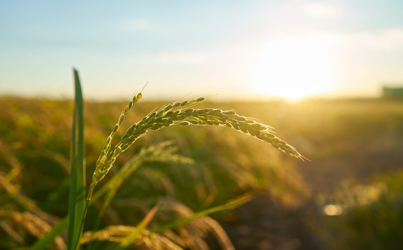 Terra Agroscience news and events