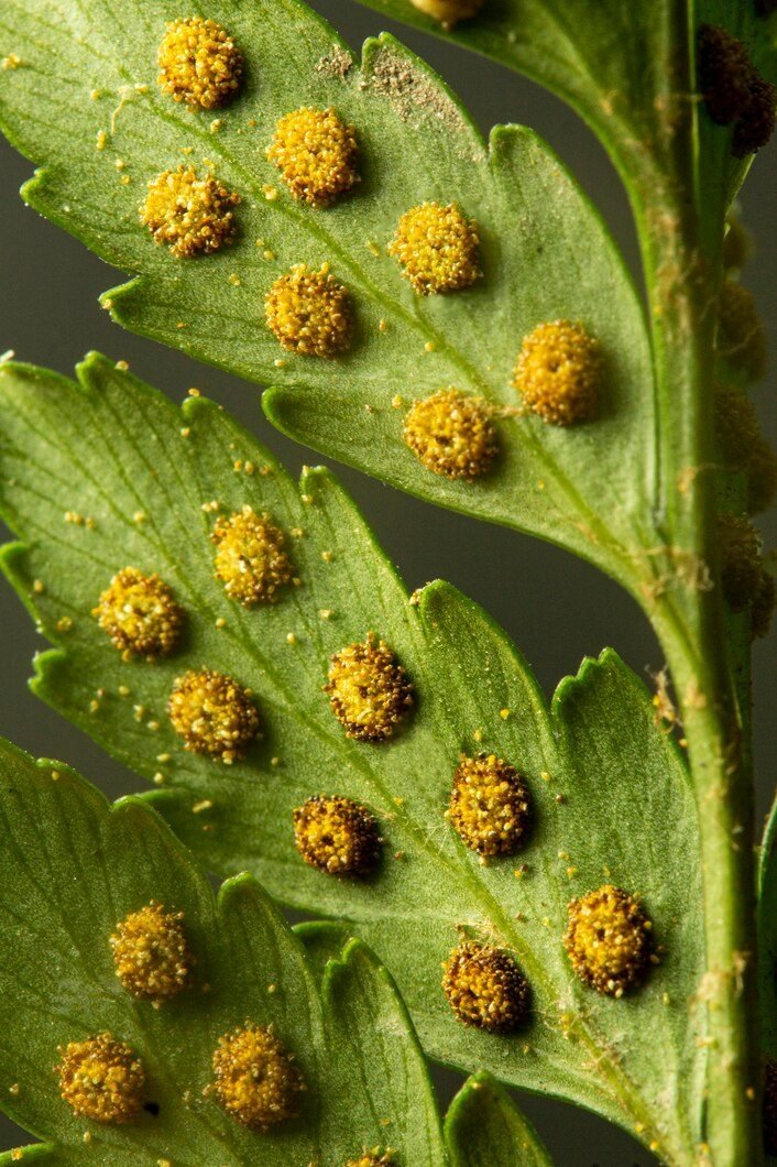 Fungicide product for crop disease protection